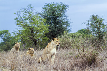 African lion in Kruger National park, South Africa