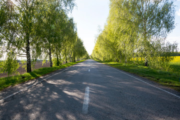 Trees near the road in the spring