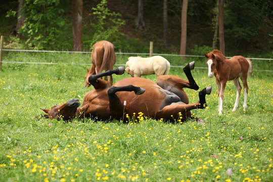 Suprised foal looking at roll around mare