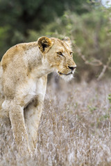African lion in Kruger National park, South Africa