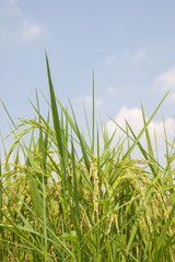 Naklejka premium the Green rice in the field rice background