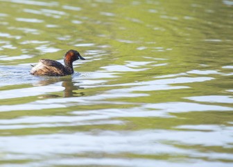 Little Grebe (Tachybaptus ruficollis)