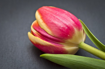 Tulpe auf einer Schieferplatte 