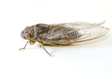 Cicada on white background