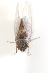Cicada on white background
