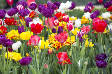 bed of tulips growing in spring garden tulips