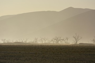 Kameldornb&auml;ume im Tsauchab (Namib-Naukluft-Nationalpark)
