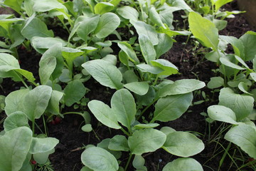 In a greenhouse radish 19640