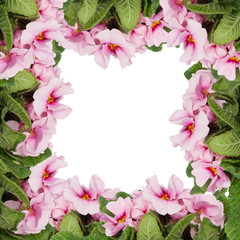 Obraz na płótnie Canvas frame of pink flowers isolated on white