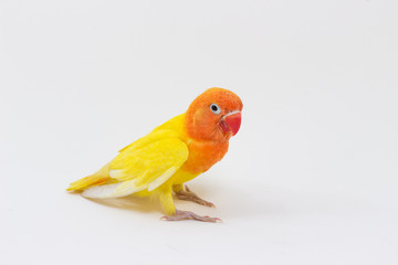 Double Yellow Lovebird