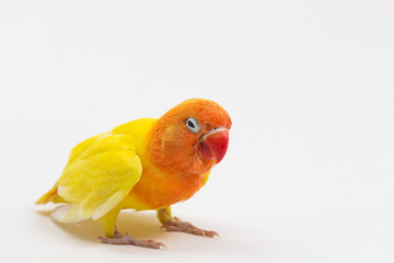 Double Yellow Lovebird