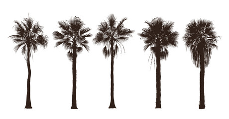 Naklejka premium Palm trees