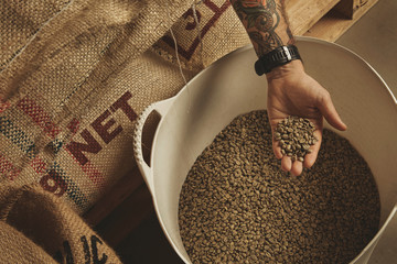 Tattooed barista hand holds raw green coffee beans from white plastic basket, above cotton bags on...