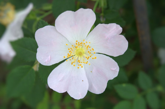 flower of wild rose in May