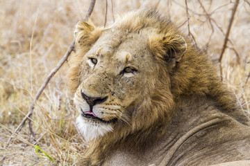 Lion in Kruger National park