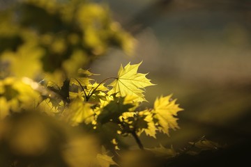 Spring maple leaf in the forest