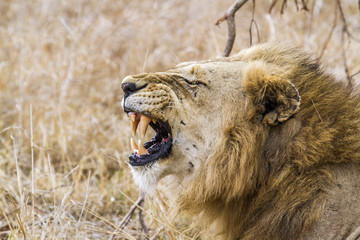 Lion in Kruger National park
