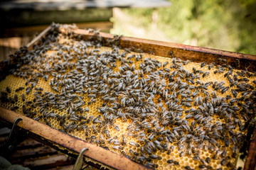 recolecta de miel en panal de abejas
