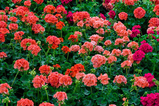expanse of geranium plants
