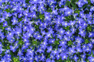 blue lobelia flowers - obrazy, fototapety, plakaty