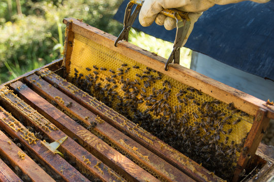 recolecta de miel en panal de abejas