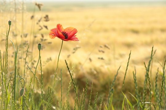 Poppy in the field at dawm