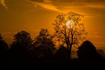Obraz na płótnie Canvas Silhouette of trees with the sun behind the tree