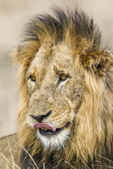 Lion in Kruger National park