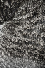 Cat fur texture