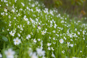 Obraz na płótnie Canvas small white flowers on the meadow. close-up
