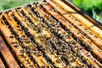 recolecta de miel en panal de abejas