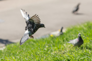 pigeon lands on the grass
