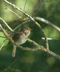 Thrush nightingale sitting on the branch