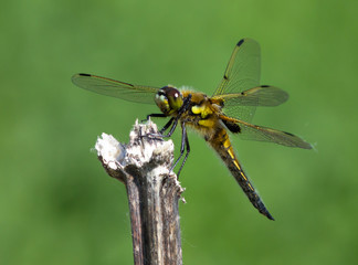 Yellow dragonfly sitting on the branch