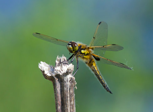 Yellow dragonfly sitting on the branch