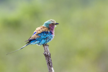 Lilac-breasted roller in Kruger National park, South Africa
