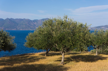 Champ d'oliviers près de la mer, Péloponnèse, Grèce