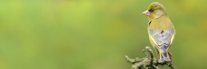 Vögel 20