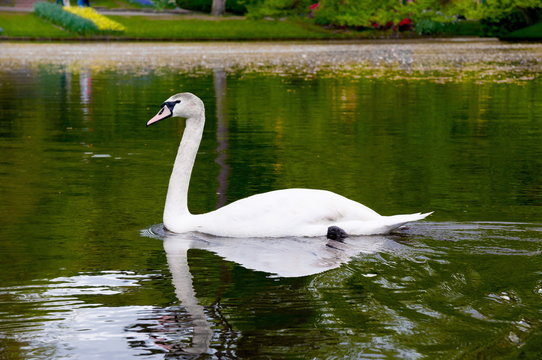 Swan on blue lake water in sunny day