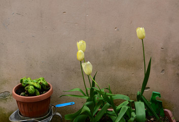 Gelbe Tulpen vor alter Hauswand