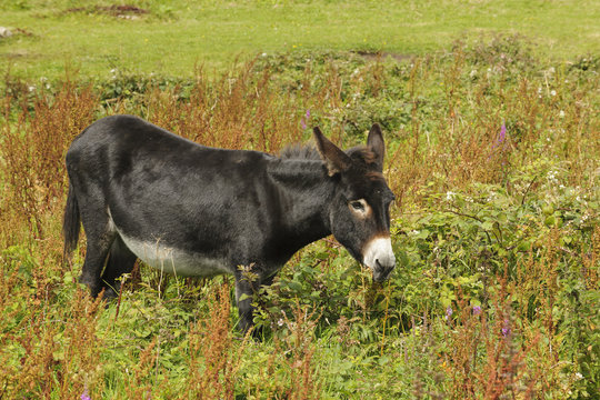 Brown donkey grazing, Connemara, Ireland