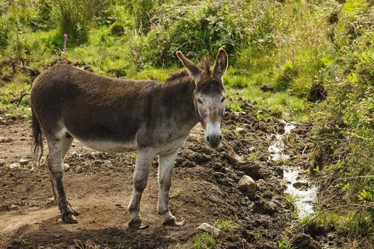 Cute donkey in field, Connemara, Ireland