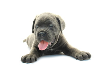 Baby cane corso