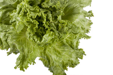 Obraz premium lettuce
