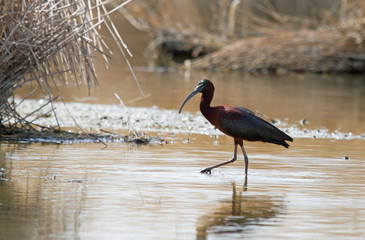 Glossy ibis (Plegadis falcinellus) foraging for food on the marshland