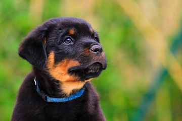 puppy rottweiler © melounix