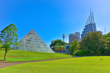  View of Sydney skyline from Royal Botanic Gardens