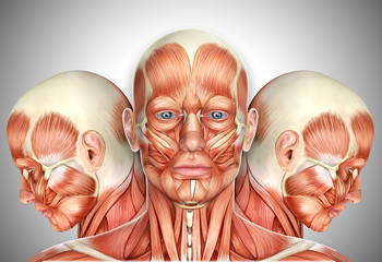 3d Male Face Muscles Anatomy with side views