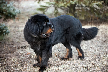 Tibetan mastiff