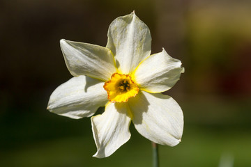 Daffodil